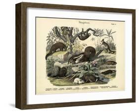 Mammals, C.1860-null-Framed Giclee Print