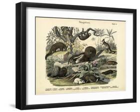 Mammals, C.1860-null-Framed Giclee Print