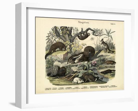 Mammals, C.1860-null-Framed Giclee Print