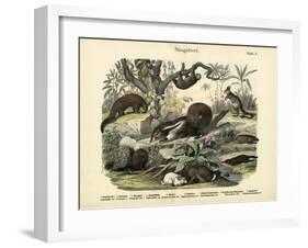 Mammals, C.1860-null-Framed Giclee Print