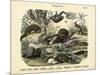 Mammals, C.1860-null-Mounted Premium Giclee Print