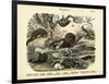 Mammals, C.1860-null-Framed Premium Giclee Print