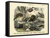 Mammals, C.1860-null-Framed Stretched Canvas