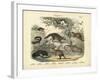 Mammals, C.1860-null-Framed Giclee Print