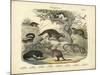 Mammals, C.1860-null-Mounted Giclee Print