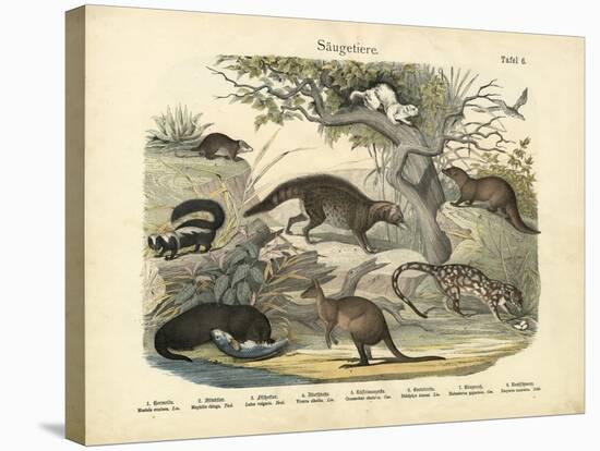 Mammals, C.1860-null-Stretched Canvas