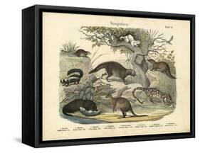 Mammals, C.1860-null-Framed Stretched Canvas