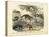 Mammals, C.1860-null-Stretched Canvas