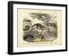 Mammals, C.1860-null-Framed Giclee Print