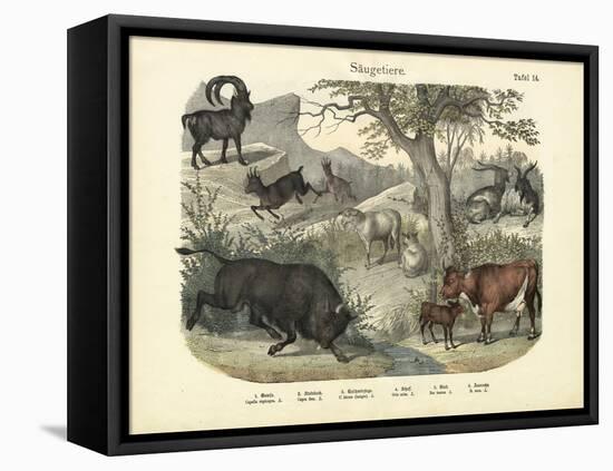 Mammals, C.1860-null-Framed Stretched Canvas