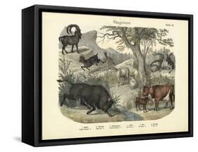 Mammals, C.1860-null-Framed Stretched Canvas