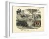 Mammals, C.1860-null-Framed Giclee Print