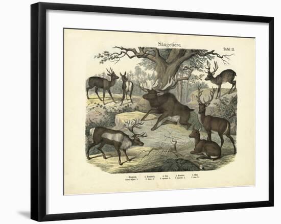 Mammals, C.1860-null-Framed Giclee Print