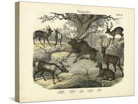 Mammals, C.1860-null-Stretched Canvas