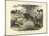 Mammals, C.1860-null-Mounted Giclee Print