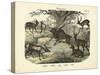 Mammals, C.1860-null-Stretched Canvas