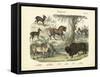 Mammals, C.1860-null-Framed Stretched Canvas