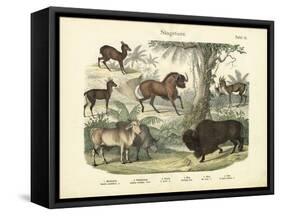 Mammals, C.1860-null-Framed Stretched Canvas