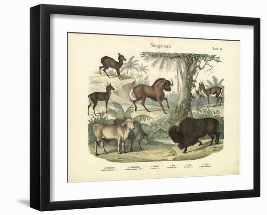 Mammals, C.1860-null-Framed Giclee Print