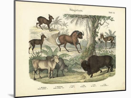 Mammals, C.1860-null-Mounted Giclee Print