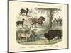 Mammals, C.1860-null-Mounted Giclee Print