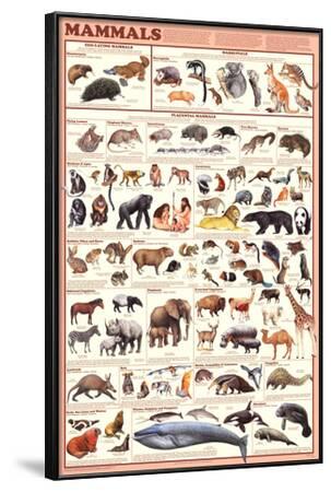 'Mammals Educational Science Chart Poster' Prints | AllPosters.com
