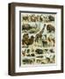 Mammals of Arid Regions-null-Framed Giclee Print