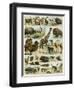 Mammals of Arid Regions-null-Framed Giclee Print