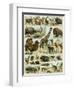 Mammals of Arid Regions-null-Framed Giclee Print