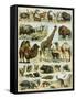 Mammals of Arid Regions-null-Framed Stretched Canvas