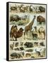 Mammals of Arid Regions-null-Framed Stretched Canvas