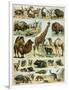 Mammals of Arid Regions-null-Framed Giclee Print