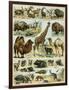 Mammals of Arid Regions-null-Framed Giclee Print