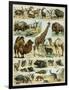 Mammals of Arid Regions-null-Framed Giclee Print