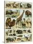 Mammals of Arid Regions-null-Stretched Canvas