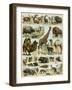 Mammals of Arid Regions-null-Framed Premium Giclee Print