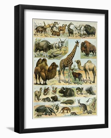 Mammals of Arid Regions-null-Framed Premium Giclee Print