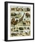 Mammals of Arid Regions-null-Framed Premium Giclee Print