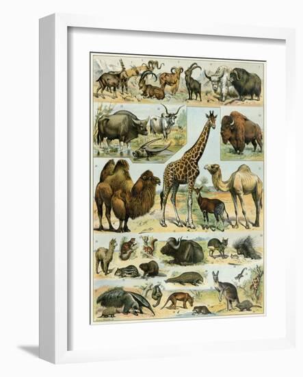 Mammals of Arid Regions-null-Framed Premium Giclee Print