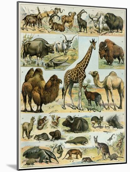 Mammals of Arid Regions-null-Mounted Premium Giclee Print