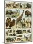 Mammals of Arid Regions-null-Mounted Premium Giclee Print