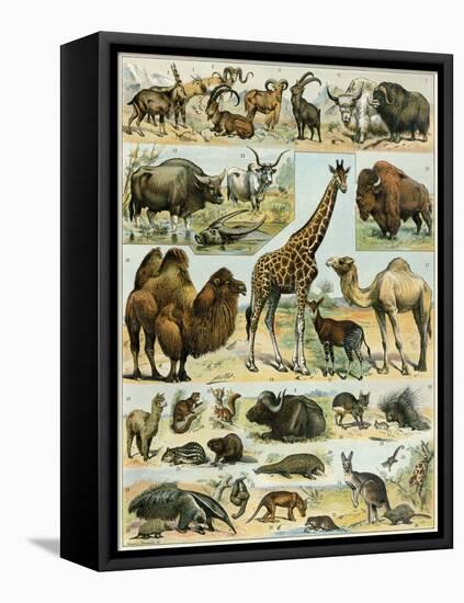 Mammals of Arid Regions-null-Framed Stretched Canvas