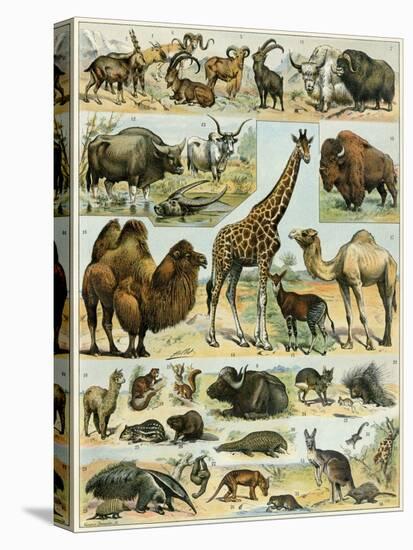 Mammals of Arid Regions-null-Stretched Canvas
