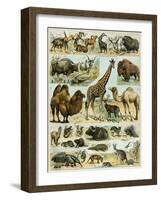 Mammals of Arid Regions-null-Framed Giclee Print