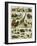 Mammals of Arid Regions-null-Framed Giclee Print