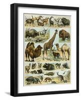 Mammals of Arid Regions-null-Framed Giclee Print