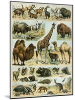 Mammals of Arid Regions-null-Mounted Giclee Print