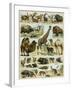 Mammals of Arid Regions-null-Framed Giclee Print