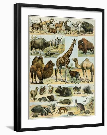 Mammals of Arid Regions-null-Framed Giclee Print