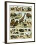 Mammals of Arid Regions-null-Framed Giclee Print